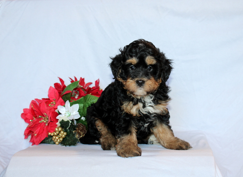 puppy, for, sale, Mini Bernedoodle F2, Matthew B. Stoltzfus, dog, breeder, Gap, PA, dog-breeder, puppy-for-sale, forsale, nearby, find, puppyfind, locator, puppylocator, aca